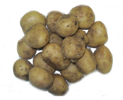Картофель мелкий кал. 2.5-4.5